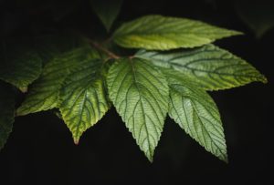 green leaves