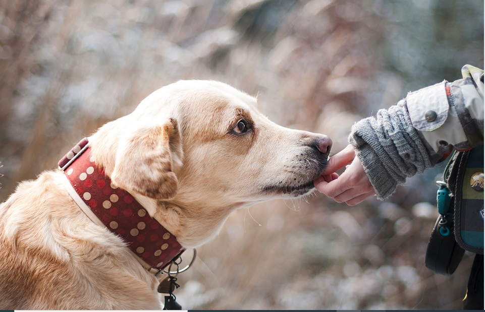 a dog with her owner
