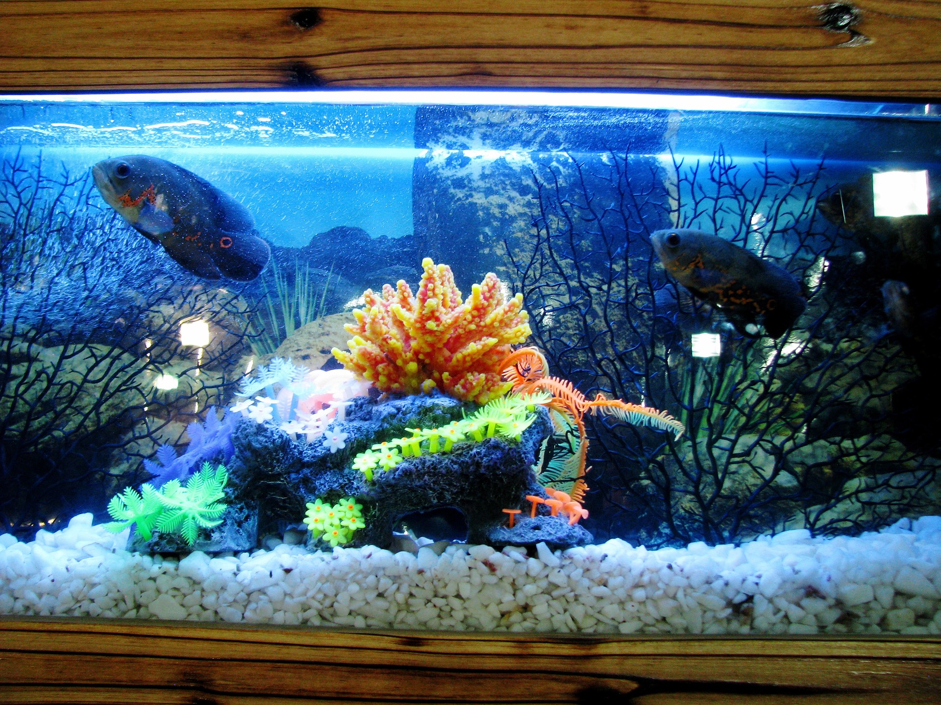 fish