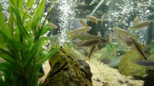 fishes 