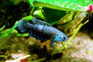 fish